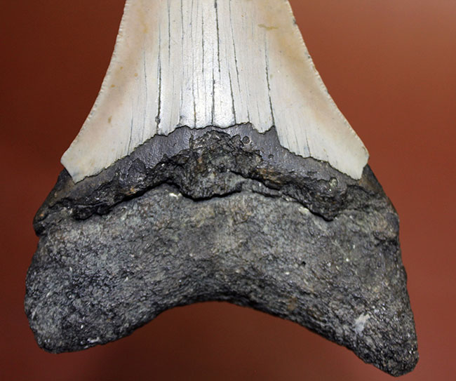 いったい何に見える?史上最大の絶滅サメ、メガロドン(Carcharodon megalodon)の歯化石(その8)
