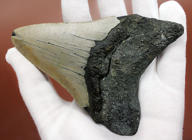 いったい何に見える?史上最大の絶滅サメ、メガロドン(Carcharodon megalodon)の歯化石(その9)