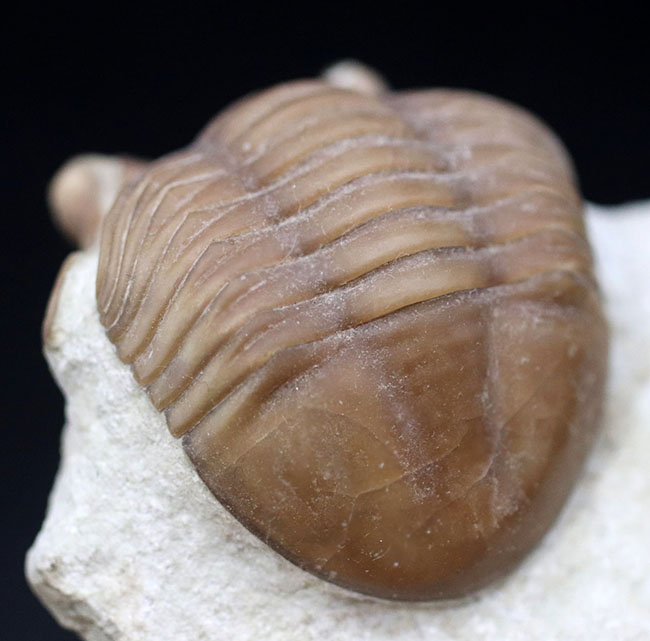 リーズナブルプライスにてご提供!ロシア産の三葉虫、アサフスの化石。必死に岩を乗り越えんとするポーズが可愛らしい(その3)