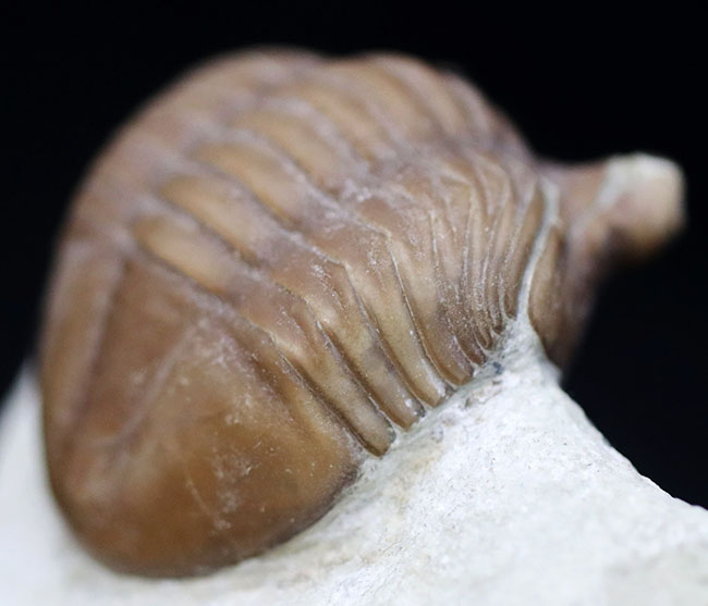リーズナブルプライスにてご提供!ロシア産の三葉虫、アサフスの化石。必死に岩を乗り越えんとするポーズが可愛らしい(その5)