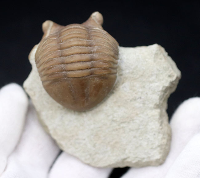 リーズナブルプライスにてご提供!ロシア産の三葉虫、アサフスの化石。必死に岩を乗り越えんとするポーズが可愛らしい(その6)