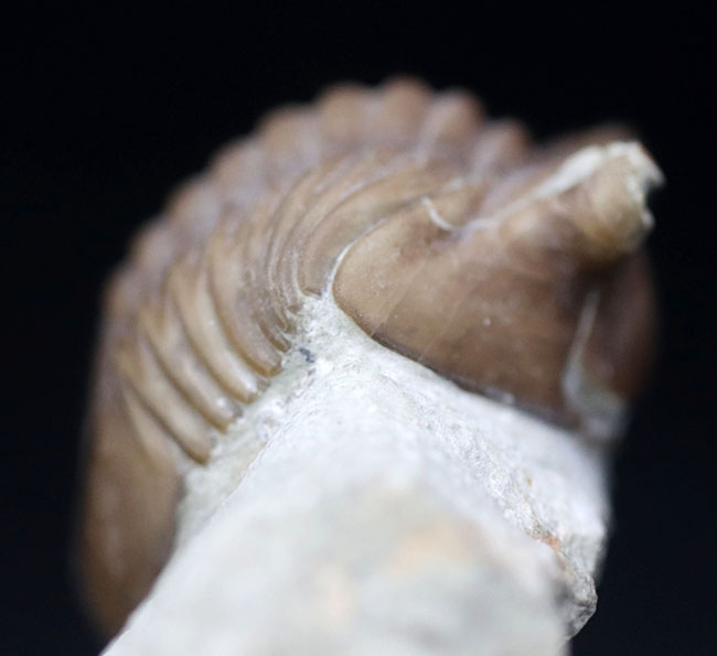 リーズナブルプライスにてご提供!ロシア産の三葉虫、アサフスの化石。必死に岩を乗り越えんとするポーズが可愛らしい(その8)