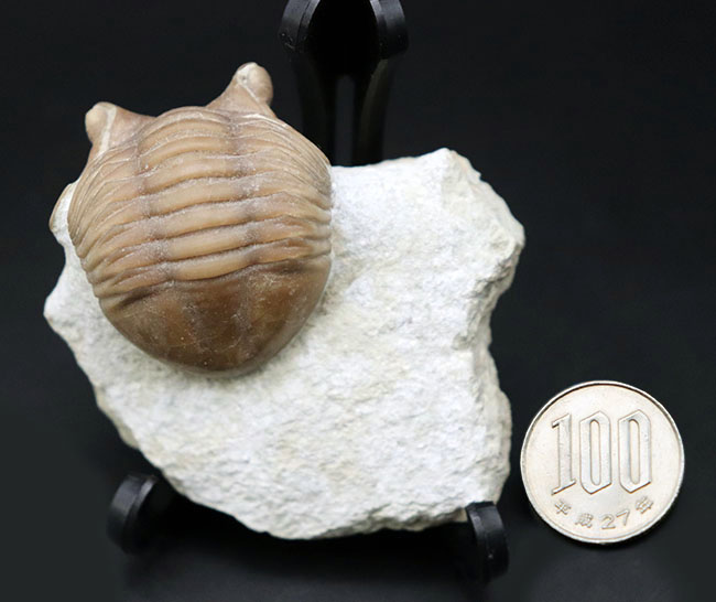 リーズナブルプライスにてご提供!ロシア産の三葉虫、アサフスの化石。必死に岩を乗り越えんとするポーズが可愛らしい(その9)