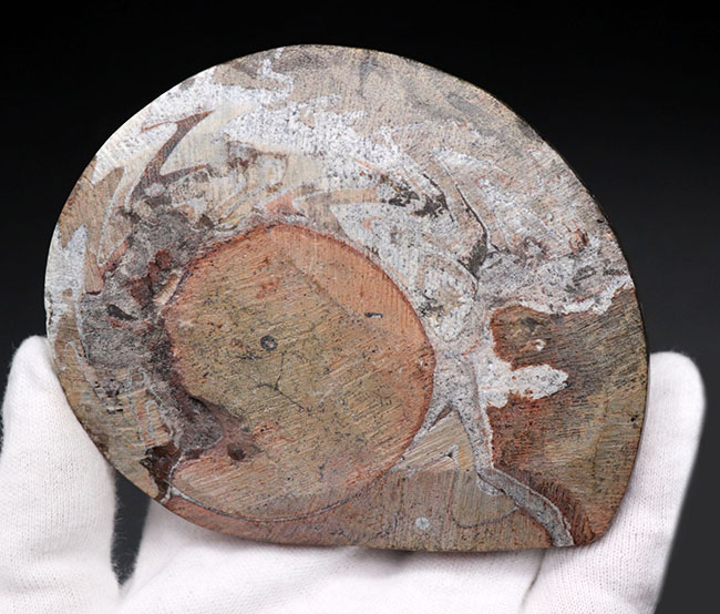 直径最大部１０２ミリ！カラフルな大判のゴニアタイト（Goniatite）の化石（その4）