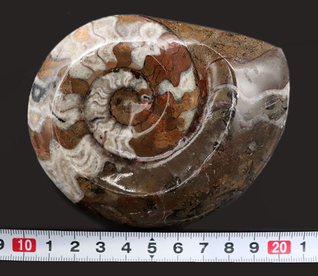 直径最大部１０２ミリ！カラフルな大判のゴニアタイト（Goniatite）の化石（その8）