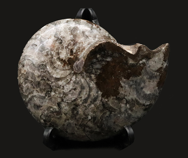 アンモナイトの祖先！古生代デボン紀を代表する生物の一つ、ゴニアタイト（Goniatite）のホールタイプの化石（その1）