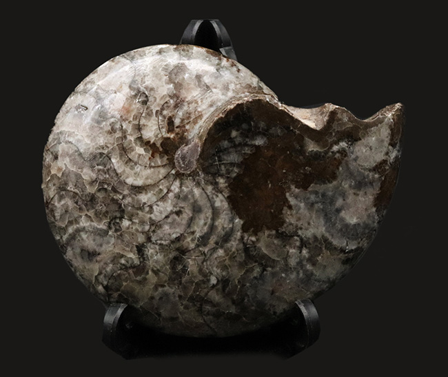 アンモナイトの祖先!古生代デボン紀を代表する生物の一つ、ゴニアタイト(Goniatite)のホールタイプの化石(その1)