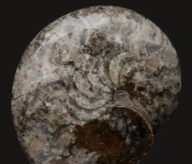 アンモナイトの祖先！古生代デボン紀を代表する生物の一つ、ゴニアタイト（Goniatite）のホールタイプの化石（その2）