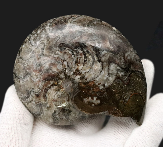 アンモナイトの祖先!古生代デボン紀を代表する生物の一つ、ゴニアタイト(Goniatite)のホールタイプの化石(その3)