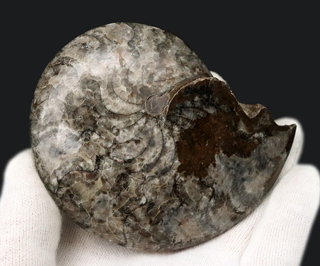 アンモナイトの祖先！古生代デボン紀を代表する生物の一つ、ゴニアタイト（Goniatite）のホールタイプの化石（その4）