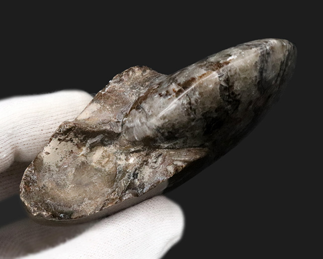 アンモナイトの祖先!古生代デボン紀を代表する生物の一つ、ゴニアタイト(Goniatite)のホールタイプの化石(その5)