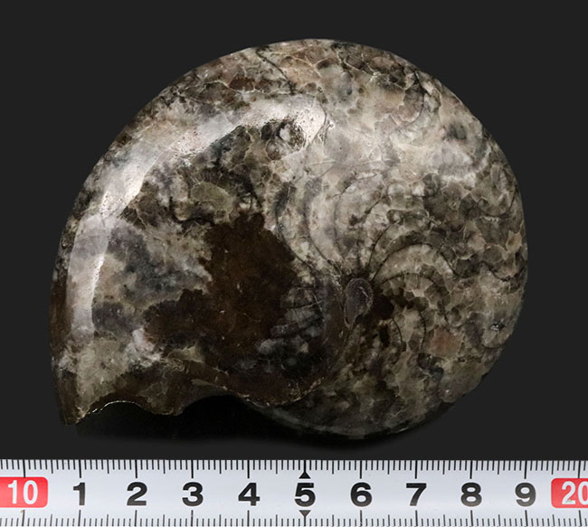 アンモナイトの祖先！古生代デボン紀を代表する生物の一つ、ゴニアタイト（Goniatite）のホールタイプの化石（その6）