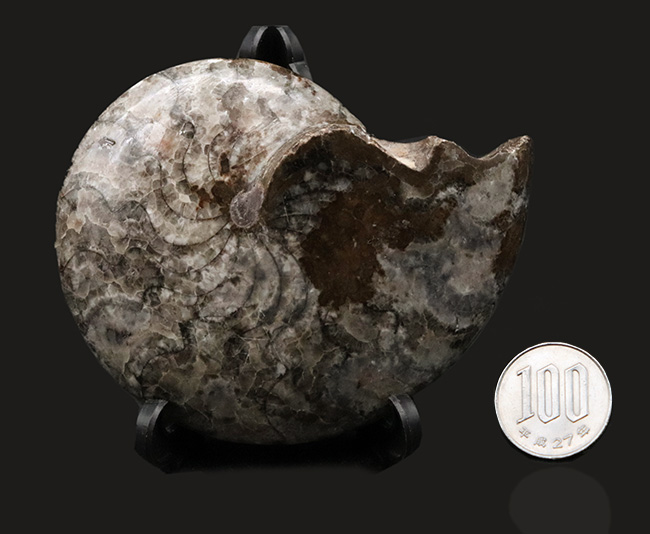 アンモナイトの祖先！古生代デボン紀を代表する生物の一つ、ゴニアタイト（Goniatite）のホールタイプの化石（その7）