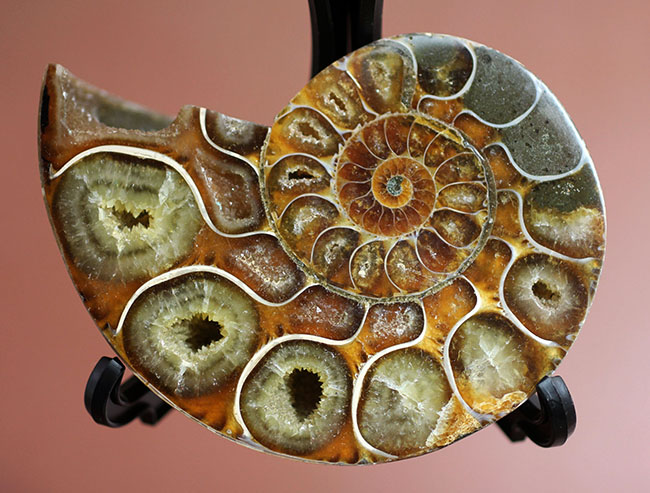 立体的な断面が珍しい！イリデッセンスも見られる、リトセラス