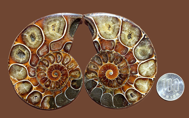 立体的な断面が珍しい！イリデッセンスも見られる、リトセラス