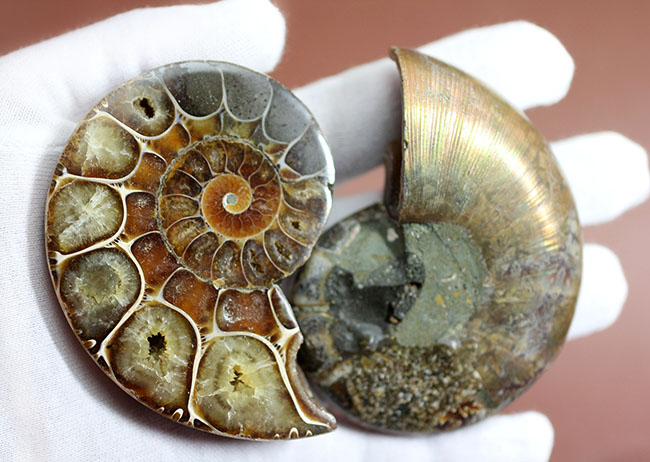 立体的な断面が珍しい！イリデッセンスも見られる、リトセラス