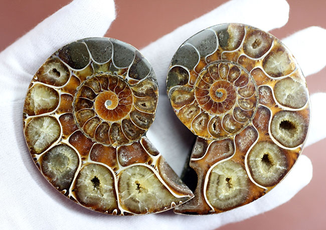 立体的な断面が珍しい！イリデッセンスも見られる、リトセラス