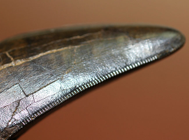 ついに来た！10cmを超える紛れもない巨大歯！ティラノサウルス