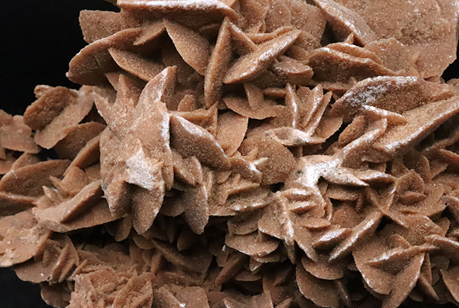 博物館級のビッグサイズ！モロッコ産の砂漠のバラ、デザートローズ（Desert Rose）（その3）