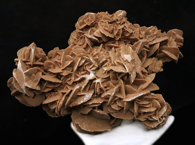 博物館級のビッグサイズ！モロッコ産の砂漠のバラ、デザートローズ（Desert Rose）（その5）