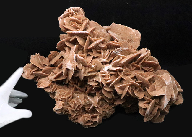 博物館級のビッグサイズ！モロッコ産の砂漠のバラ、デザートローズ（Desert Rose）（その6）