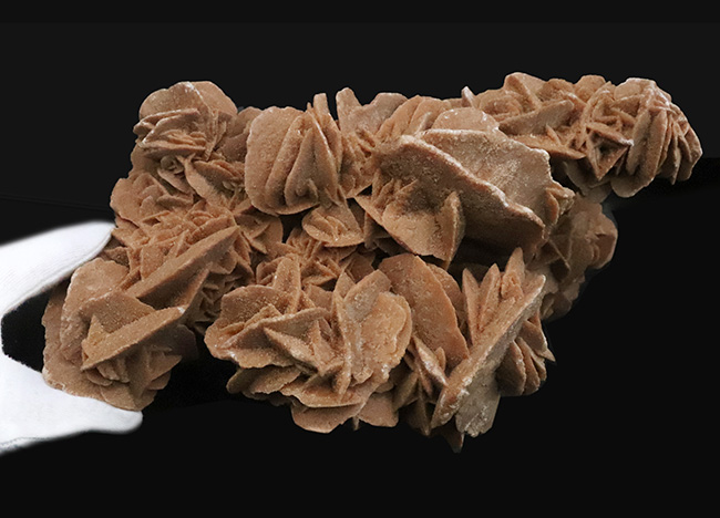 博物館級のビッグサイズ！モロッコ産の砂漠のバラ、デザートローズ（Desert Rose）（その7）