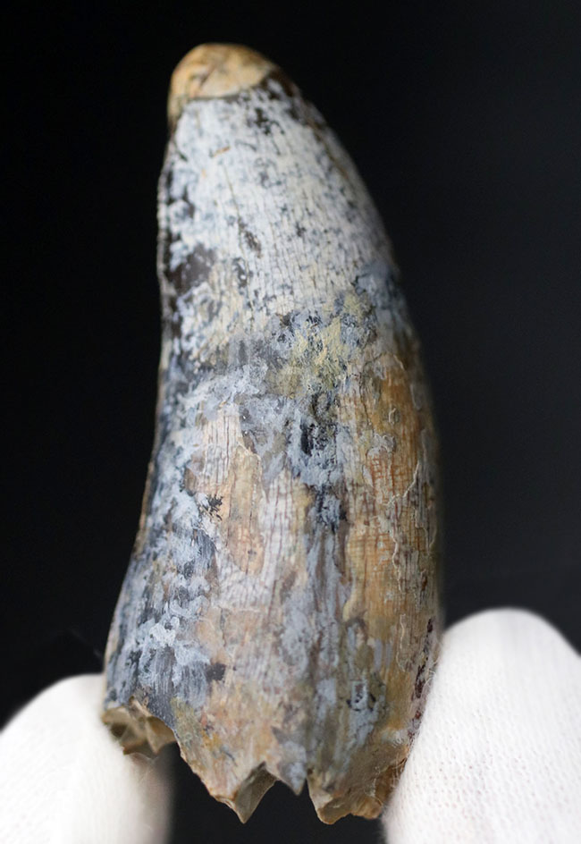 分厚い!ベリーナチュラル!ティラノサウルス科の雄、アルバートサウルス(Albertosaurus)の歯化石(その1)