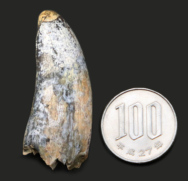 分厚い!ベリーナチュラル!ティラノサウルス科の雄、アルバートサウルス(Albertosaurus)の歯化石(その10)