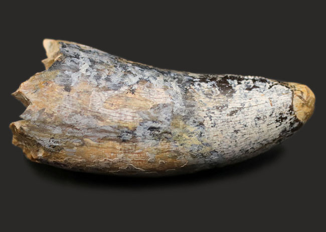 分厚い!ベリーナチュラル!ティラノサウルス科の雄、アルバートサウルス(Albertosaurus)の歯化石(その2)