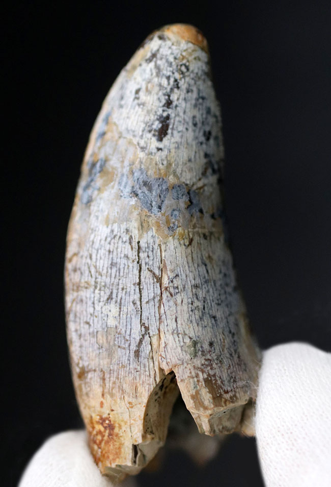 分厚い!ベリーナチュラル!ティラノサウルス科の雄、アルバートサウルス(Albertosaurus)の歯化石(その3)