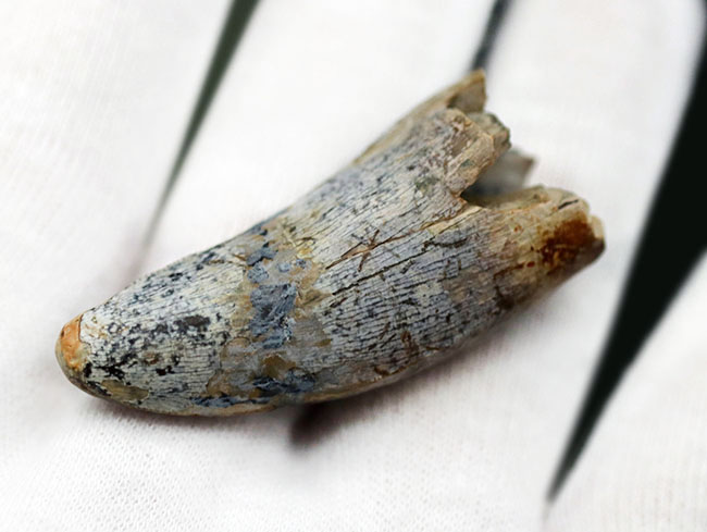 分厚い!ベリーナチュラル!ティラノサウルス科の雄、アルバートサウルス(Albertosaurus)の歯化石(その4)