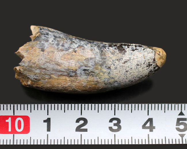 分厚い!ベリーナチュラル!ティラノサウルス科の雄、アルバートサウルス(Albertosaurus)の歯化石(その9)