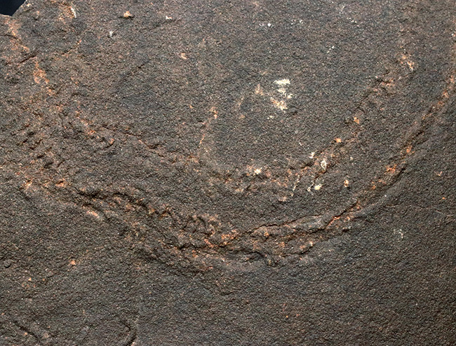 直進と緩やかなカーブを描く、二列の凹凸、これが三葉虫の這い跡とされる、クルジアナ(Cruziana)(その1)