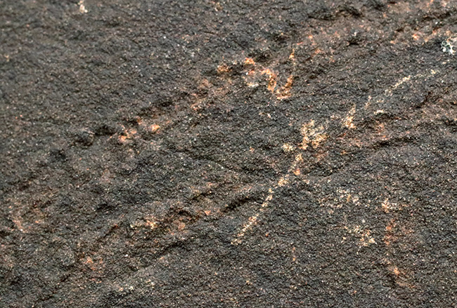 直進と緩やかなカーブを描く、二列の凹凸、これが三葉虫の這い跡とされる、クルジアナ(Cruziana)(その4)