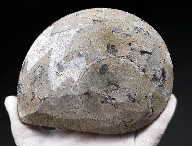 大判！濃いブラウンとホワイトが作り出すジグザグ模様、古生代デボン紀の頭足類、ゴニアタイト（Goniatite）の化石（その5）
