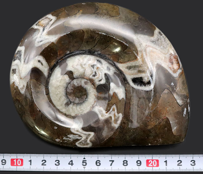 大判！濃いブラウンとホワイトが作り出すジグザグ模様、古生代デボン紀の頭足類、ゴニアタイト（Goniatite）の化石（その8）