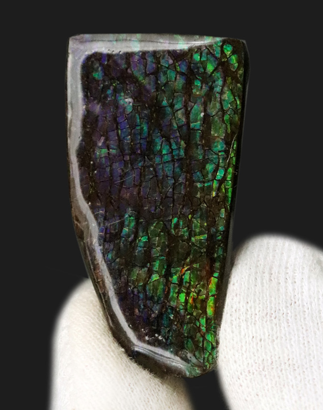 希少な寒色系の色が見られる!化石であり宝石でもあるアンモライト(Ammolite)のピース(その1)
