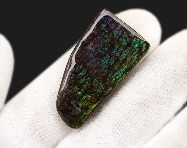 希少な寒色系の色が見られる!化石であり宝石でもあるアンモライト(Ammolite)のピース(その2)