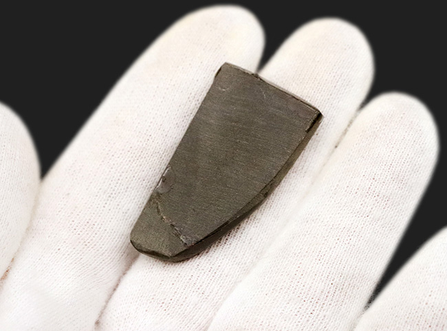 希少な寒色系の色が見られる!化石であり宝石でもあるアンモライト(Ammolite)のピース(その4)