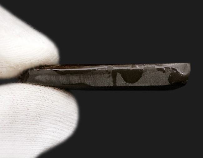 希少な寒色系の色が見られる!化石であり宝石でもあるアンモライト(Ammolite)のピース(その5)