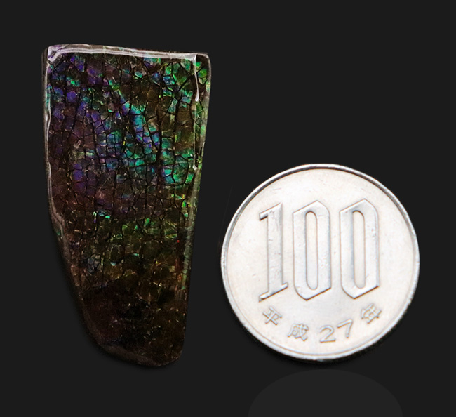 希少な寒色系の色が見られる!化石であり宝石でもあるアンモライト(Ammolite)のピース(その7)