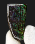 希少な寒色系の色が見られる！化石であり宝石でもあるアンモライト（Ammolite）のピース