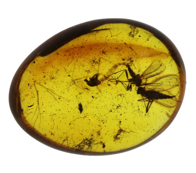 バルティックアンバーを代表する内包虫、クロバネキノコバエ科とユスリカ科の羽虫を閉じ込めたバルト海産琥珀（Amber）（その2）