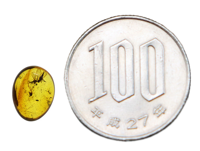 バルティックアンバーを代表する内包虫、クロバネキノコバエ科とユスリカ科の羽虫を内包したバルト海産琥珀(Amber)(その8)