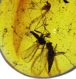 バルティックアンバーを代表する内包虫、クロバネキノコバエ科とユスリカ科の羽虫を閉じ込めたバルト海産琥珀（Amber）
