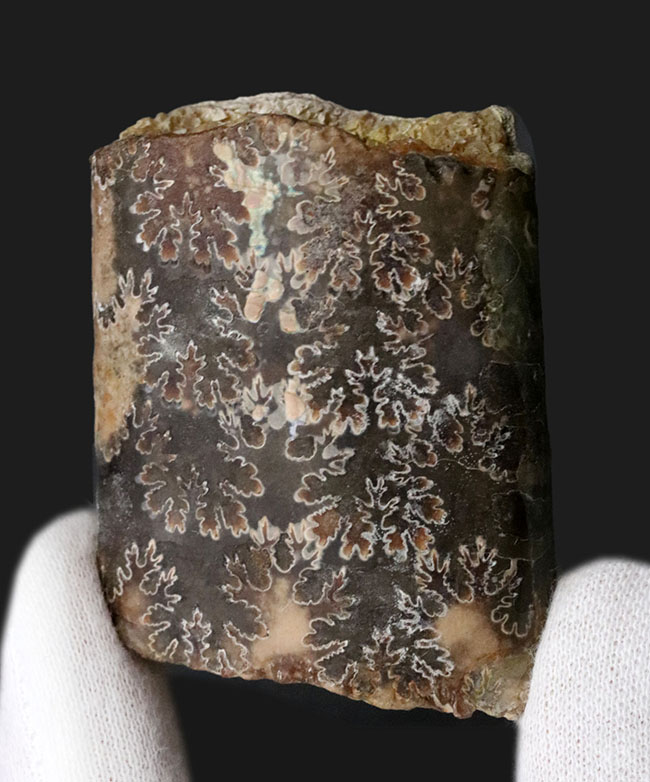 白亜紀の頭足類はアンモナイトだけじゃない!珍しいバキュリテス(Baculites)の化石(その1)