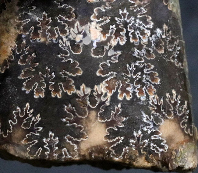 白亜紀の頭足類はアンモナイトだけじゃない!珍しいバキュリテス(Baculites)の化石(その2)