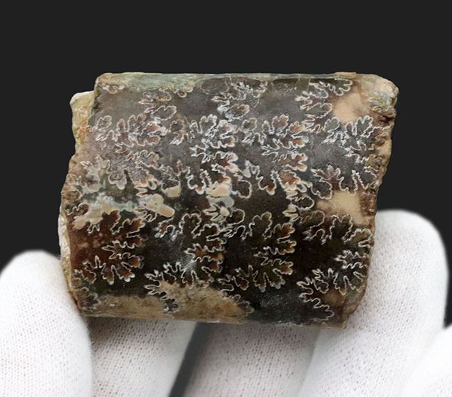 白亜紀の頭足類はアンモナイトだけじゃない!珍しいバキュリテス(Baculites)の化石(その3)