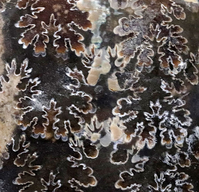 白亜紀の頭足類はアンモナイトだけじゃない!珍しいバキュリテス(Baculites)の化石(その4)