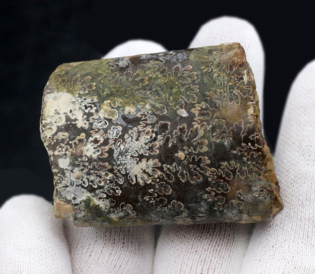白亜紀の頭足類はアンモナイトだけじゃない!珍しいバキュリテス(Baculites)の化石(その5)